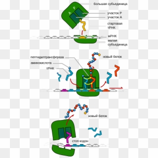 Trna Ribosomes Diagram Ru - Anticodon Biology, HD Png Download