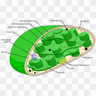 Cell Eng Organelle Photosynthetic - Dna In Chloroplast, HD Png Download