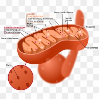 1 Structure Of A Typical Mitochondrion - Cytoplasm In The Mitochondria, HD Png Download