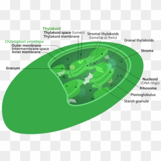 Difference Between Chloroplast And Mitochondria - Stroma Vs Thylakoid, HD Png Download