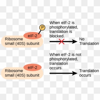 The Eif2 Protein Is A Translation Factor That Binds - Translational Gene Regulation, HD Png Download