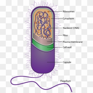 Bacterium - Illustration, HD Png Download