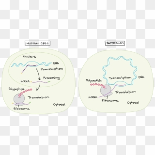 Transcription Takes Place In The Nucleus - Transcription And Mrna Processing, HD Png Download