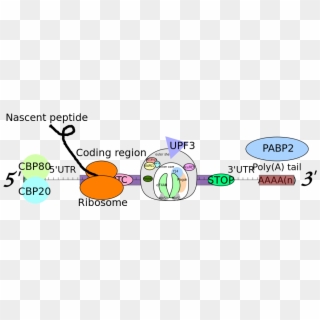 Mrna With Ptc Preceding Exon Junction Bound To Ribosome - Surf Complex, HD Png Download