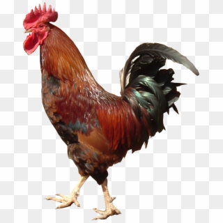 Cockerel Transparent Background Image - Rooster With No Background, HD Png Download