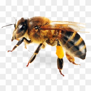 Abeja Png - Honey Bee Transparent Png, Png Download
