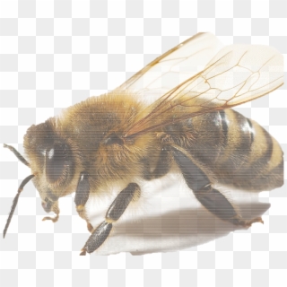 Según El Texto, ¿cuáles Serían Las Razones Que Podrían - Bee Photography Close Up, HD Png Download