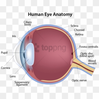 Free Png Structure Of The Eye Png Image With Transparent - Structure Of The Eye, Png Download