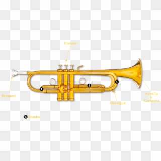 Les Parts De La Trompeta Són - Trumpet, HD Png Download