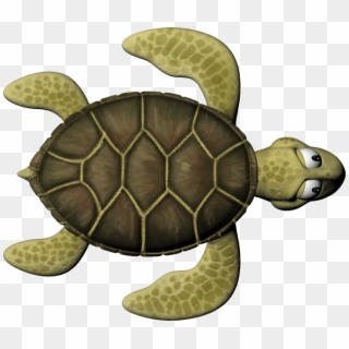 Sea Turtle 1 From Nathania Candra On Vimeo - Kemp's Ridley Sea Turtle, HD Png Download
