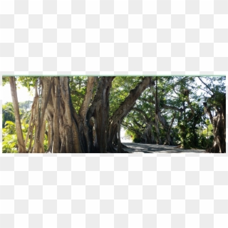 Banyan Tree - Grove, HD Png Download