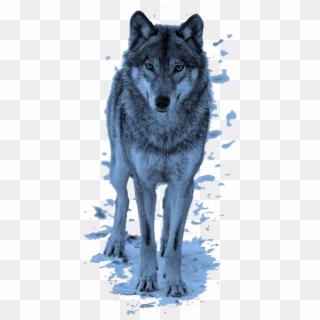 #mq #blue #wolf #animal #animals #wolfs - Bluzka Z Wilkiem Damskie, HD Png Download