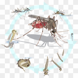 Mosquito Development Occurs In Standing Surface Waters - Illustration, HD Png Download