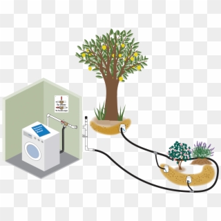 Rainwater Harvesting And Graywater Reuse In Sunnyvale - Houseplant, HD Png Download