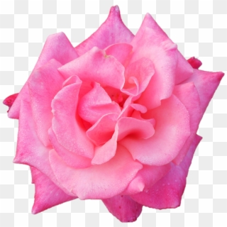 An Offering From - Hybrid Tea Rose, HD Png Download