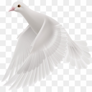 White Flying Pigeon Png Image - European Herring Gull, Transparent Png
