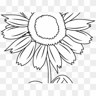 Sunflower Clipart Black And White - زهرة عباد الشمس للتلوين, HD Png Download