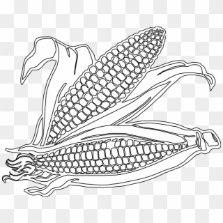 Drawn Corn Transparent - Corn Drawing Png, Png Download