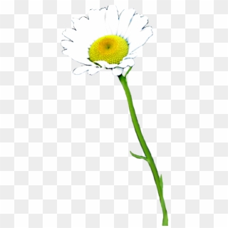 Daisy Clipart Real - Real Daisy Flower Png, Transparent Png