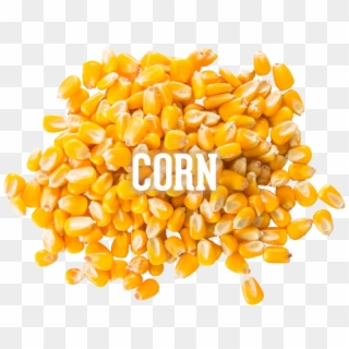 Corn - Corn Kernels, HD Png Download