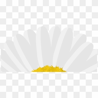Daisy - Camomile, HD Png Download