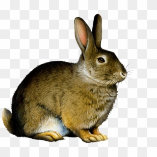 Bunny Png Clipart - Png Rabbit, Transparent Png