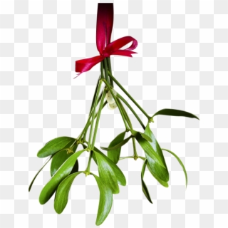 Christmas Mistletoe Png Transparent - Mistletoe, Png Download