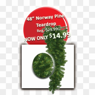 7 48 Norway Pine Teardrop - Shortleaf Black Spruce, HD Png Download