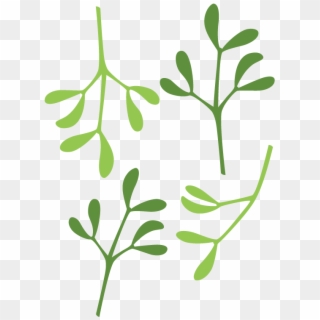 Mistltoe Template In Png - Mistletoe Leaf Template, Transparent Png