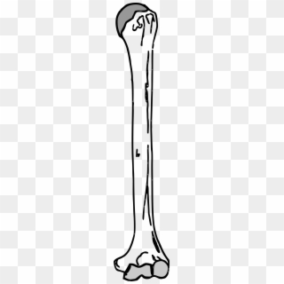 This Free Icons Png Design Of A Human Humerus Arm Bone, Transparent Png