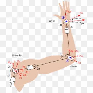 Kinematic Model Of The Human Arm - Illustration, HD Png Download
