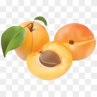 Apricot Vector, HD Png Download