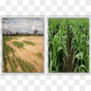 Importance Of Including Water Test In The Shc Salt - Cash Crop, HD Png Download