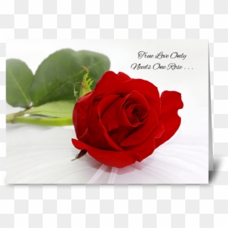 Red Rose Greeting Cards Romantic Red Rose I Love You - Love Rose Wallpaper Free Download, HD Png Download