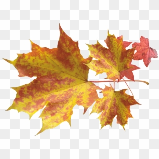 Boise Greenbelt - Maple Leaves, HD Png Download