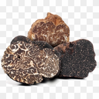 Truffle Cultivation - Brumale Truffle, HD Png Download