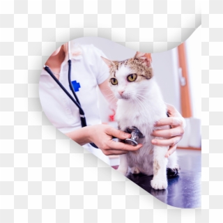 Chat Veto 1 - Cat Vet Stethoscope, HD Png Download