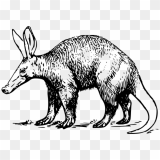 Aardvark Clipart, HD Png Download