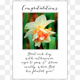 Congratulations Greet Each Day, HD Png Download