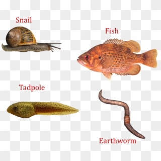Image Of Snail, Fish, Tadpole, Earthworm - Ray-finned Fish, HD Png Download