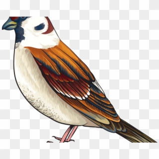 Cuckoo Clipart Realistic Bird - Maya Bird Clipart, HD Png Download