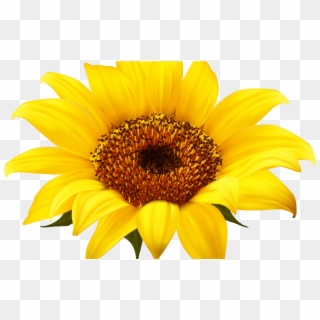 Sunflower Border Png Beautiful Flower - Png Clipart Sunflower Png, Transparent Png