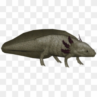 Zoo Tycoon 2 Axolotl , Png Download - Zoo Tycoon 2 Axolotl, Transparent Png
