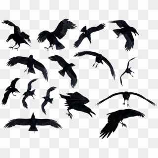 Flock Of Ravens Png, Transparent Png