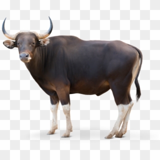 Vector Bull Banteng - Banteng Png, Transparent Png
