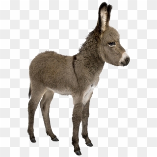 Donkey Png Images - Donkey With White Background, Transparent Png