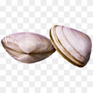 Clams - Baltic Clam, HD Png Download
