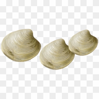 Clams Transparent , Png Download - Clams Png, Png Download