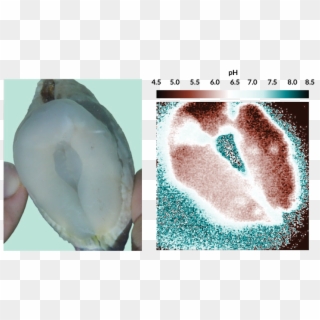 An Acidity Map Of A Giant Clam's Boring Organ - Macoma, HD Png Download