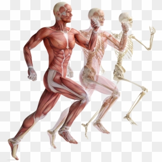 Human Skeleton Png - Anatomy Course, Transparent Png